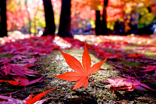 レオニ アストロロジー | 好き勝手サビアン「天秤座25度：秋の葉の象徴が伝える情報」